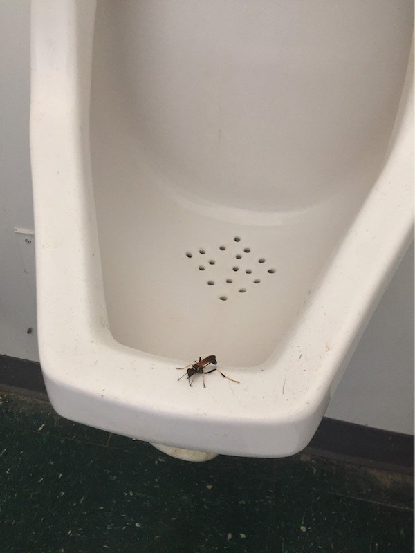 Nope (29 pics)