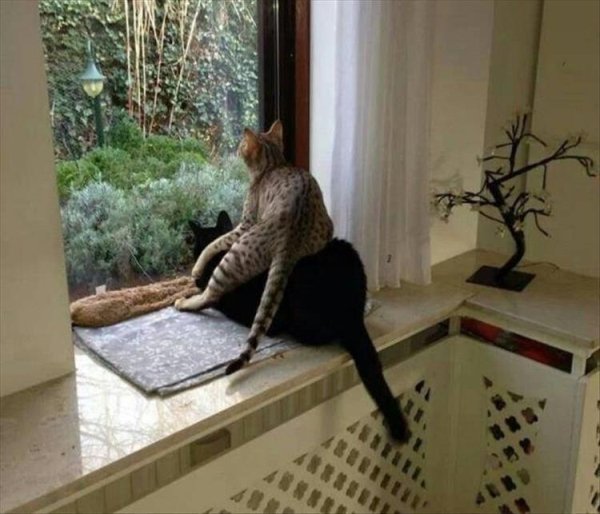 Funny Animals (65 pics)