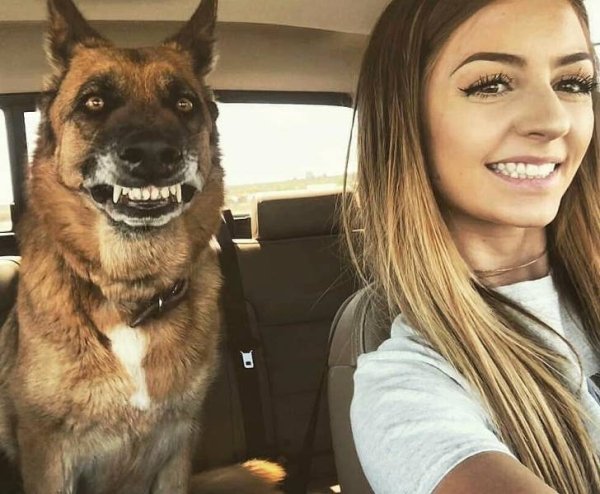 Funny Animals (65 pics)