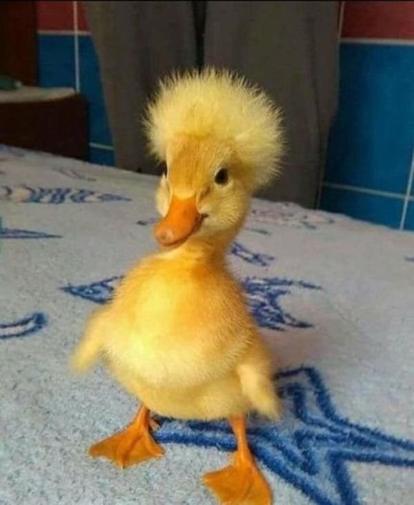 Funny Animals (65 pics)