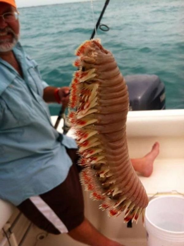 Nope (29 pics)