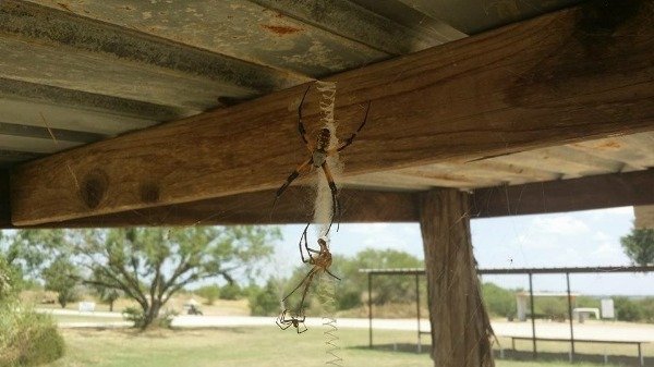 Nope (29 pics)