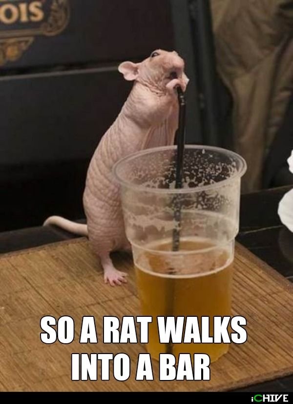 Funny Animals (65 pics)