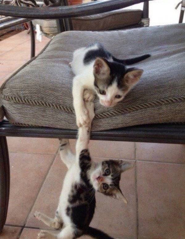 You Don't See Something Like This Very Often (42 pics)