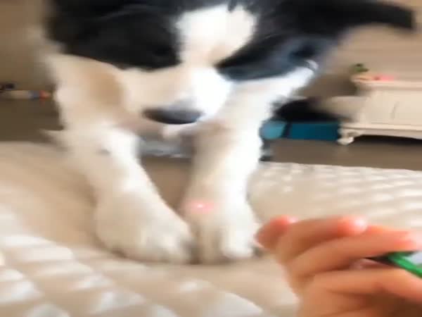 He Asked To Play With The Laser Pointer