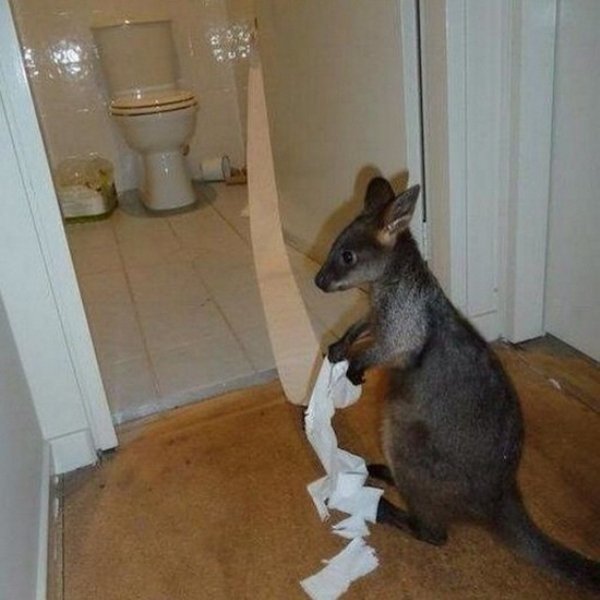 Sh*t Happens (34 pics)