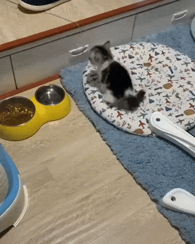 Acid Gifdump, July 29 (25 gifs)