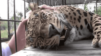 Unbelievably Cool (21 gifs)