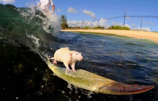 Acid Picdump. Part 2 (97 pics)