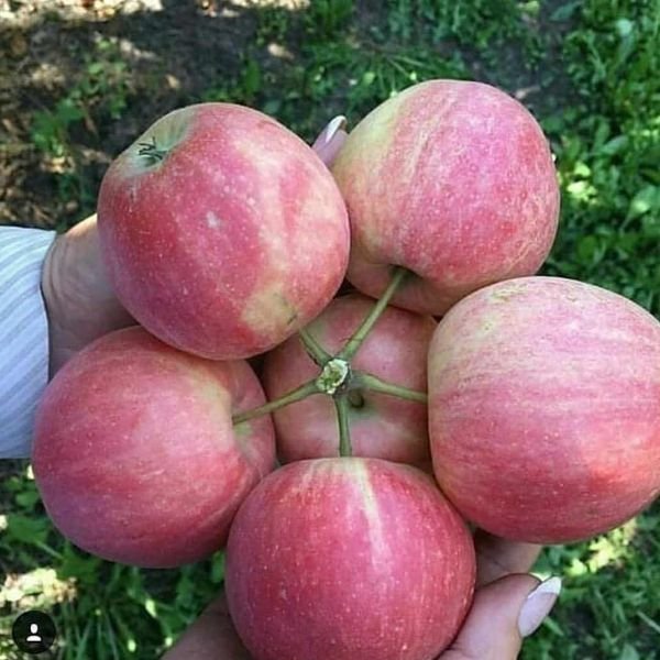 So Satisfying (24 pics)