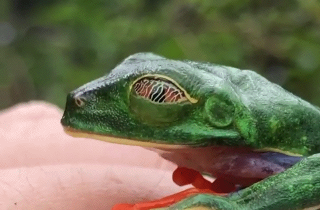 Acid Gifdump, July 31 (25 pics)