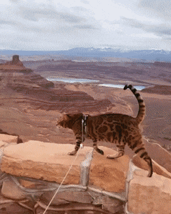 Acid Gifdump, August 1 (25 gifs)