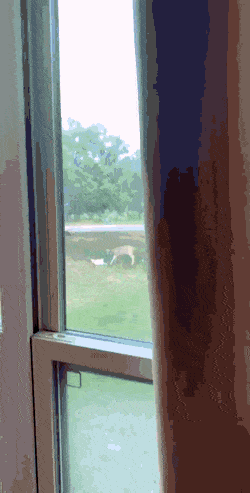 Acid Gifdump, August 2 (25 gifs)