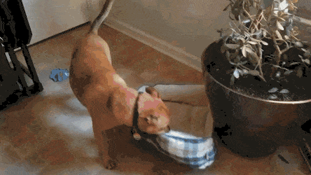 Acid Gifdump, August 2 (25 gifs)
