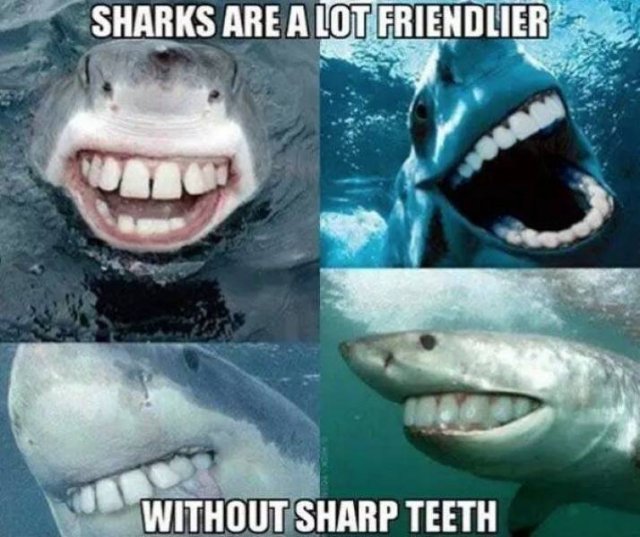 Shark Week Memes (29 pics)