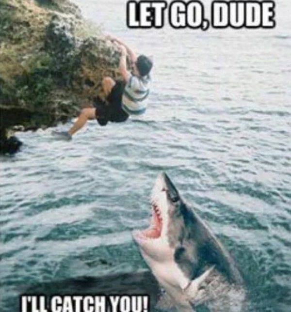 Shark Week Memes (29 pics)