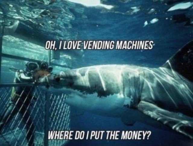 Shark Week Memes (29 pics)