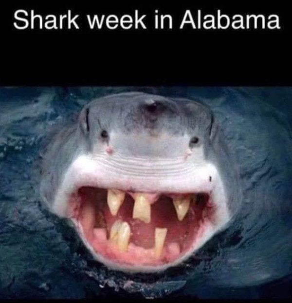 Shark Week Memes (29 pics)