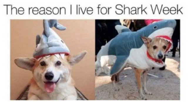 Shark Week Memes (29 pics)