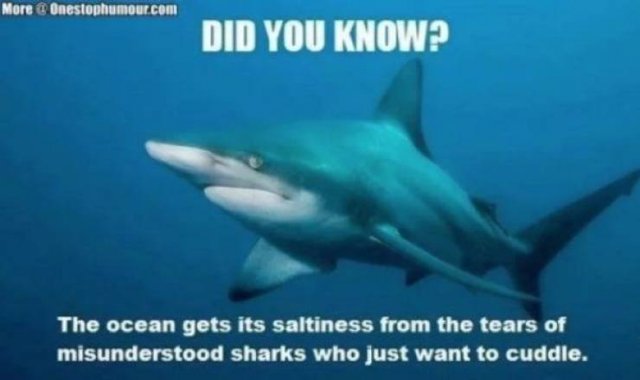 Shark Week Memes (29 pics)