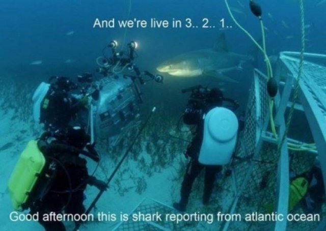 Shark Week Memes (29 pics)