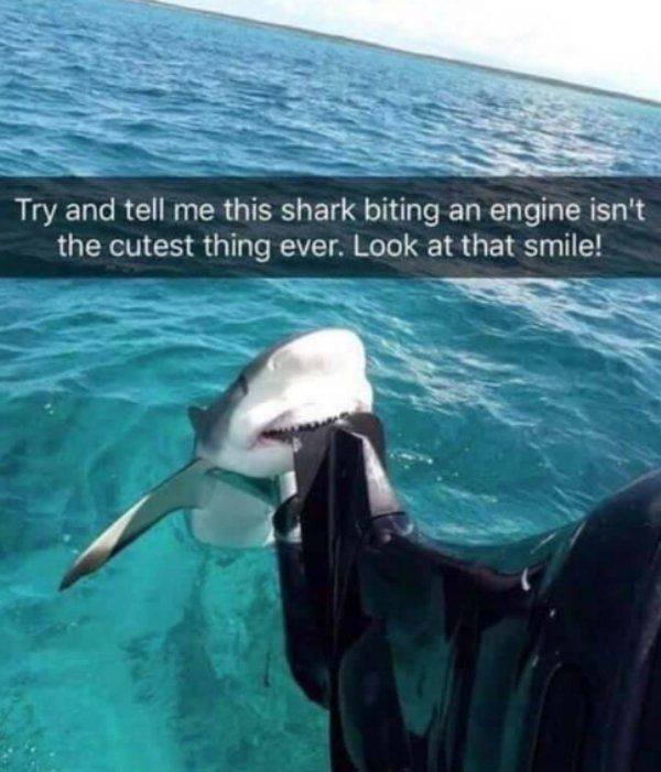 Shark Week Memes (29 pics)