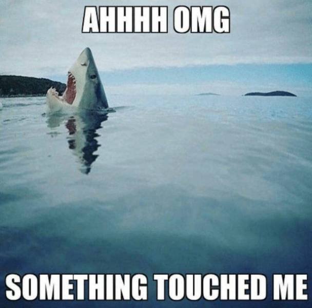 Shark Week Memes (29 pics)