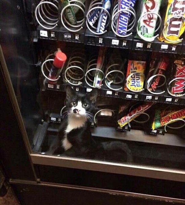 You Don't See Something Like This Very Often (23 pics)