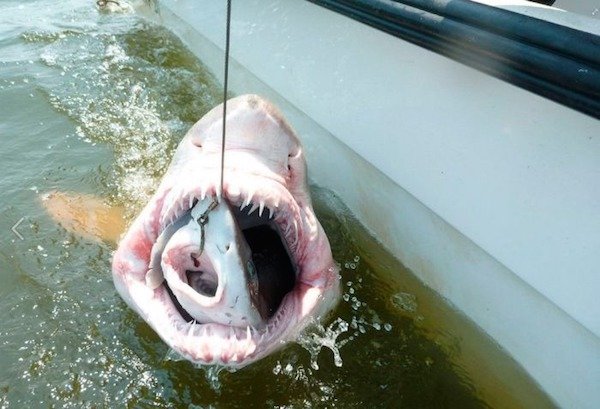 You Don't See Something Like This Very Often (23 pics)