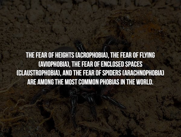 Facts About Phobias (15 pics)