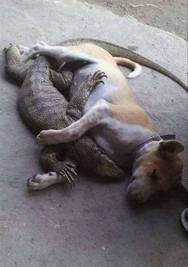 Nope (37 pics)