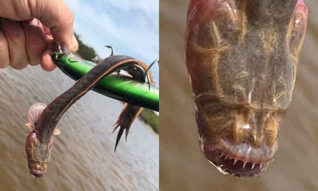 Nope (37 pics)
