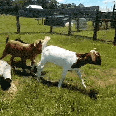 Parkour Goats (18 gifs)