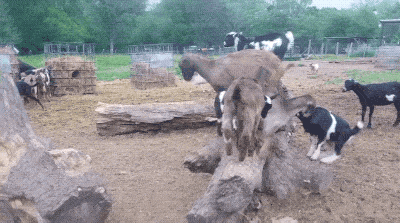 Parkour Goats (18 gifs)