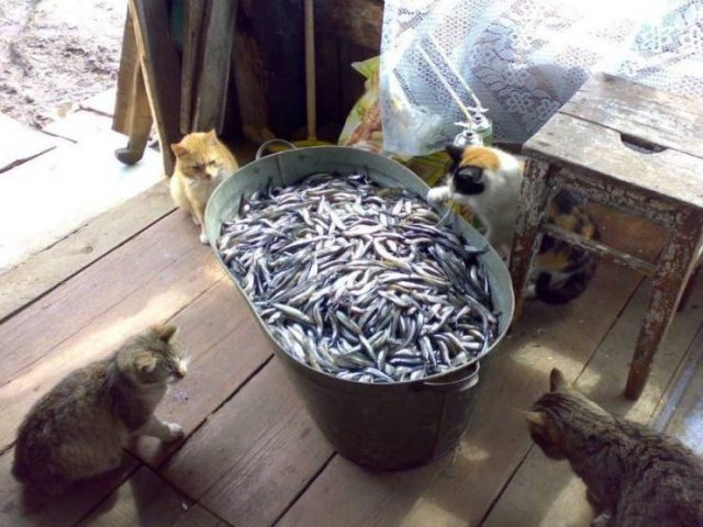 Acid Picdump. Part 2 (92 pics)