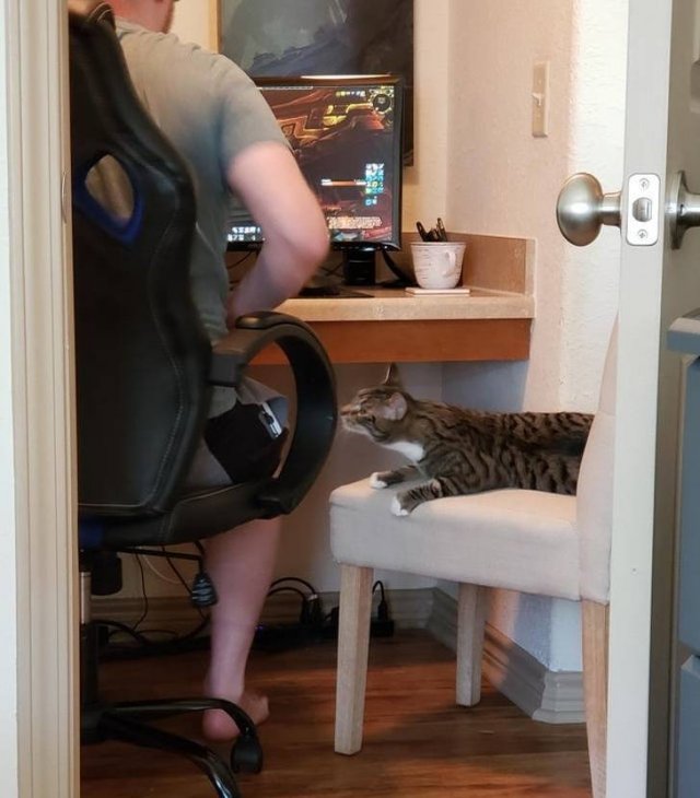Everyone Needs A Pet (20 pics) Everyone Needs A Pet (20 pics)