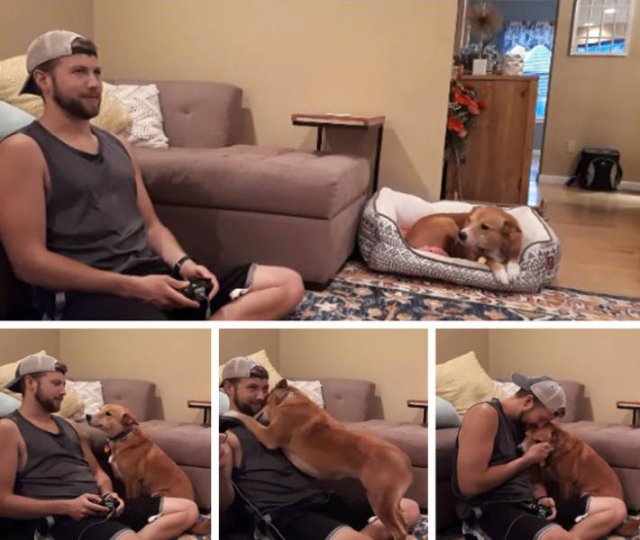 Everyone Needs A Pet (20 pics) Everyone Needs A Pet (20 pics)