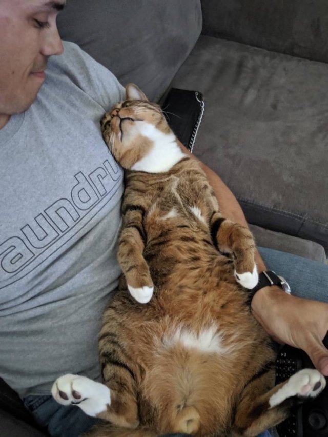 Everyone Needs A Pet (20 pics) Everyone Needs A Pet (20 pics)