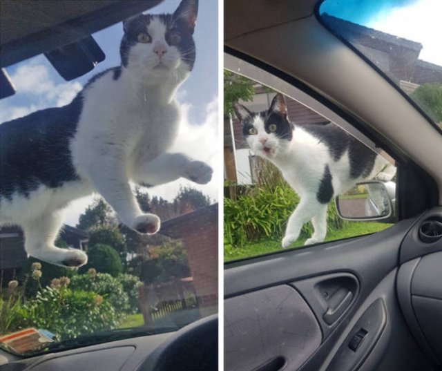 Everyone Needs A Pet (20 pics) Everyone Needs A Pet (20 pics)