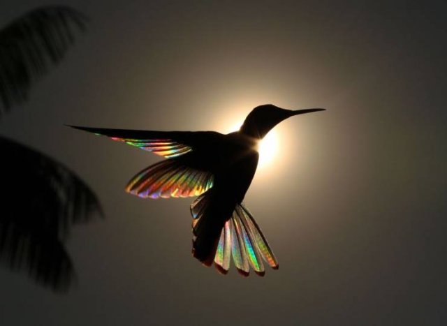 Amazing And Unbelievable Pictures (51 pics)