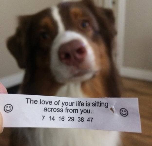 Everyone Needs A Pet (20 pics)
