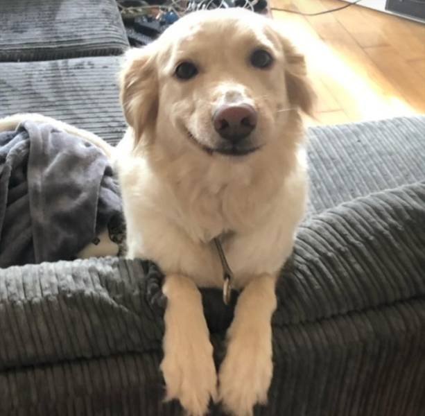 Everyone Needs A Pet (20 pics) Everyone Needs A Pet (20 pics)
