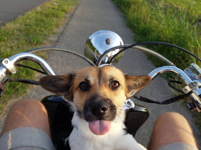 Everyone Needs A Pet (20 pics) Everyone Needs A Pet (20 pics)