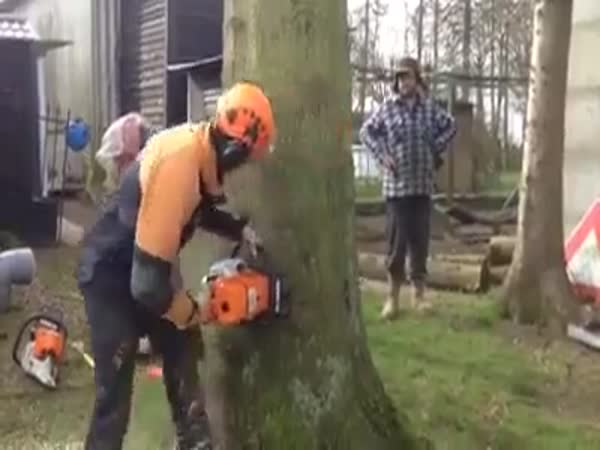 How To Cut A Big Tree