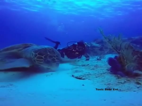 This May Be The Largest Turtle Ever Recorded On Camera