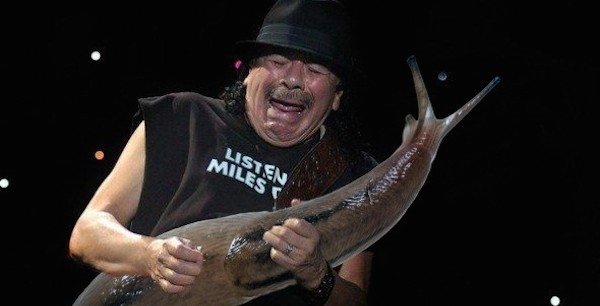 Guitar Solos Replaced With Giant Slugs (25 pics)