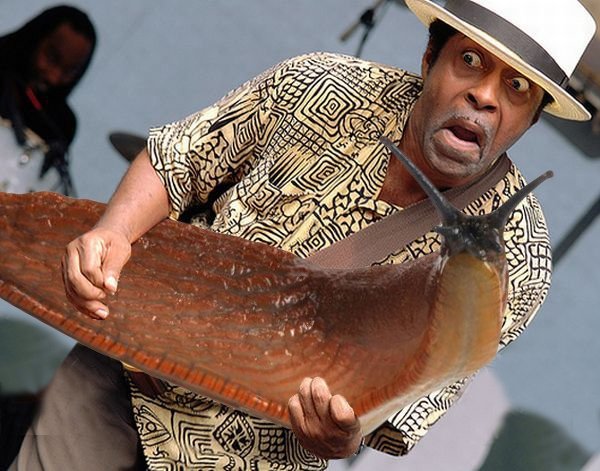 Guitar Solos Replaced With Giant Slugs (25 pics)