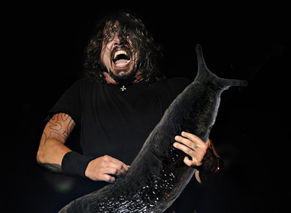 Guitar Solos Replaced With Giant Slugs (25 pics)