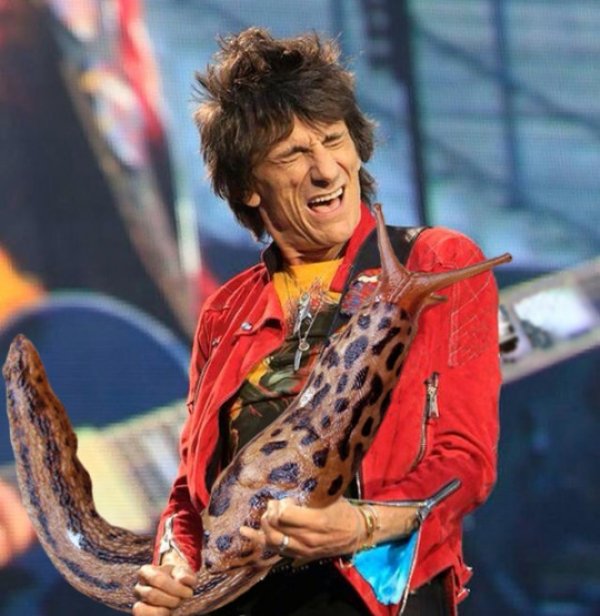 Guitar Solos Replaced With Giant Slugs (25 pics)