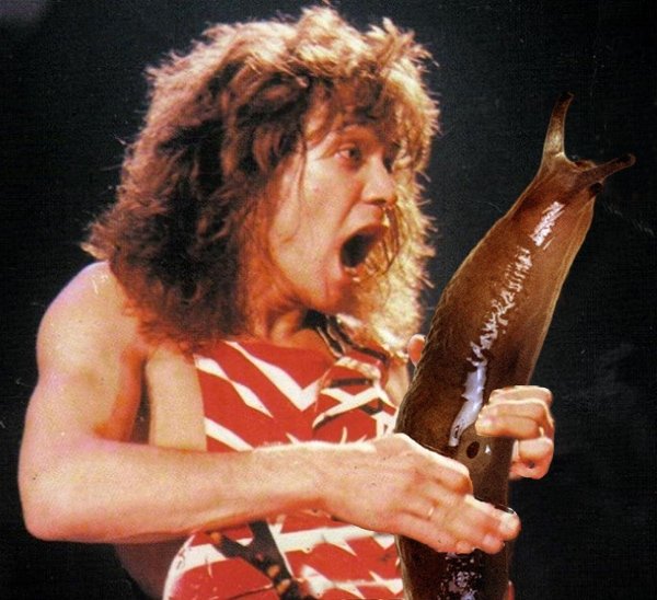 Guitar Solos Replaced With Giant Slugs (25 pics)